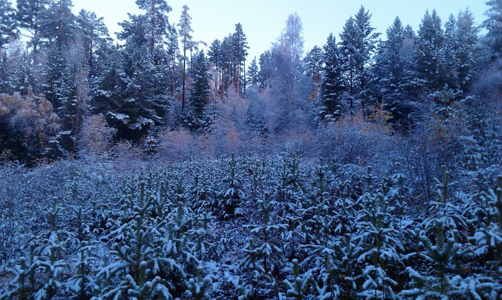 Первый снежок