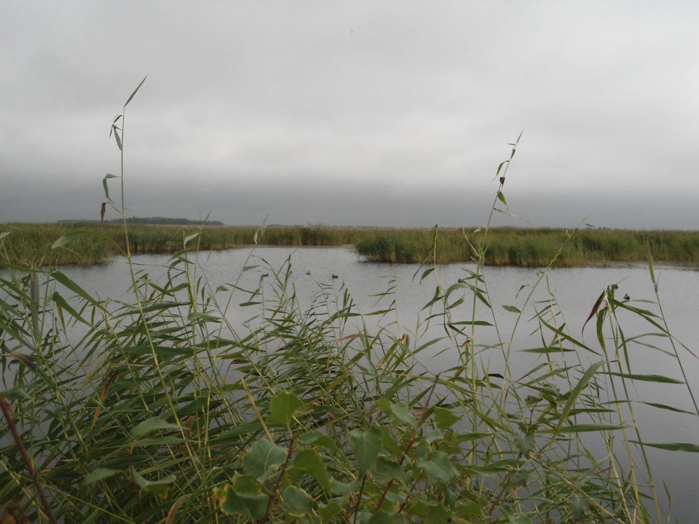 утрянка