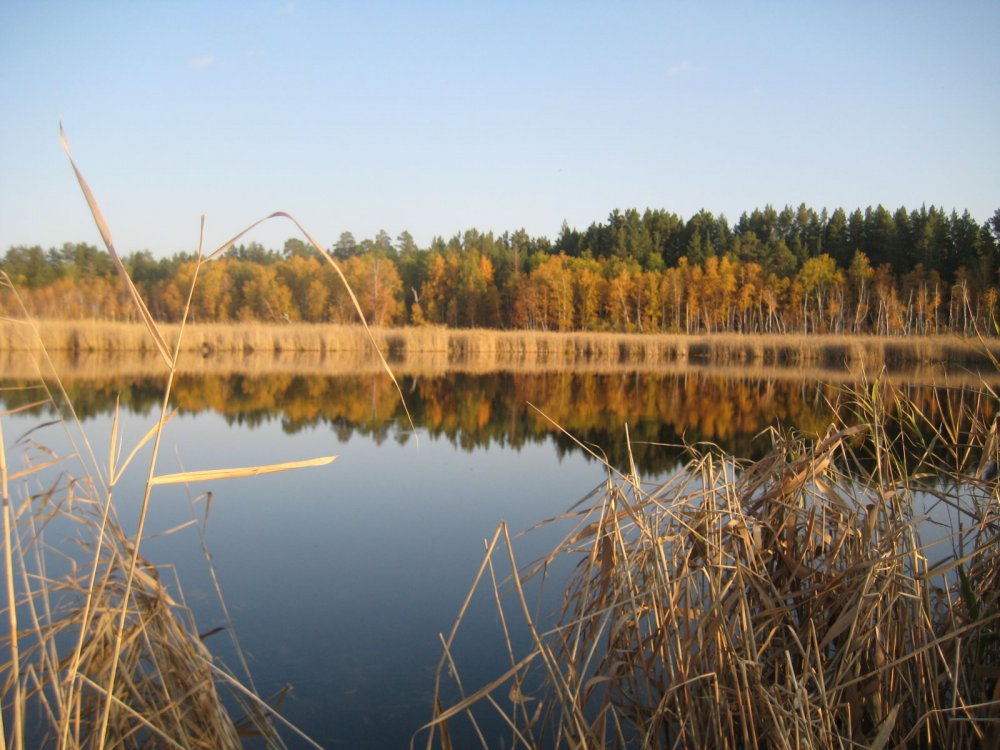 Вечереет в бору