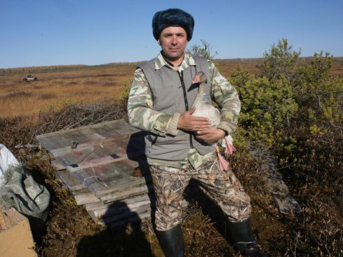 ждем гуся