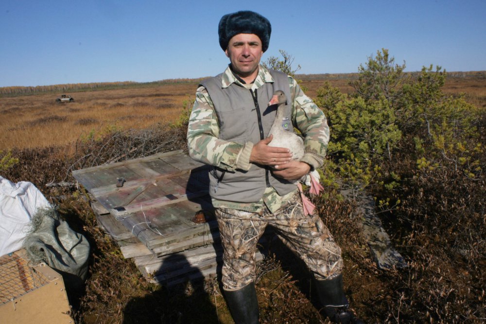 ждем гуся