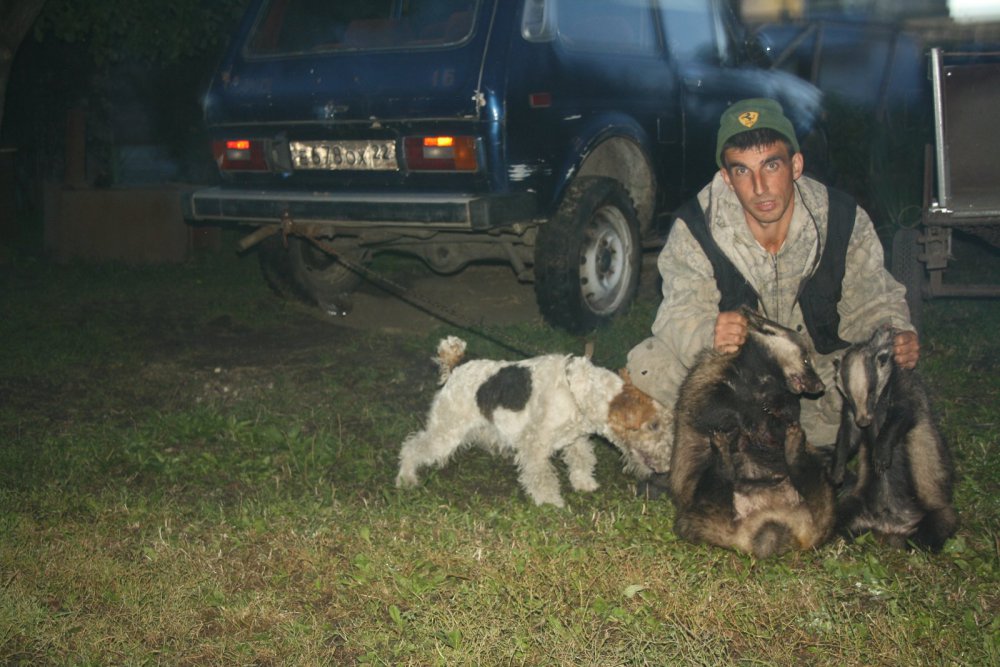 Барсучки