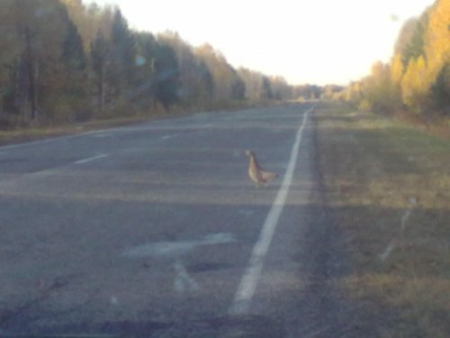 трасса Томск-Колпашево капалушка как ручная