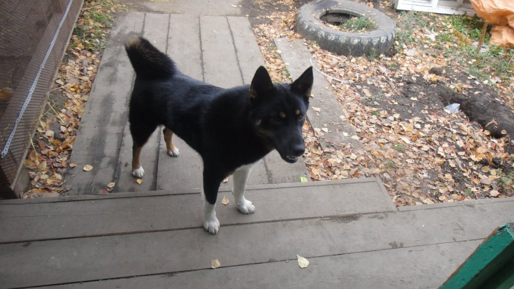 ВСЛ(Карам)