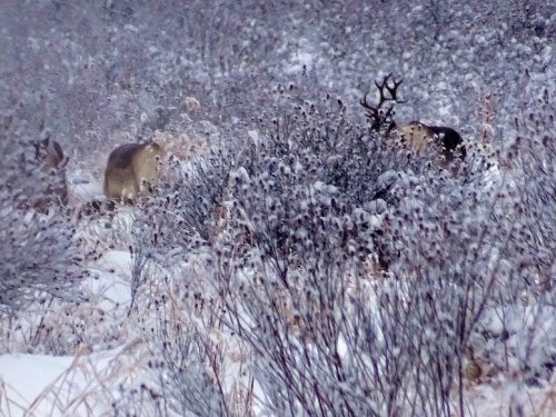 Олени