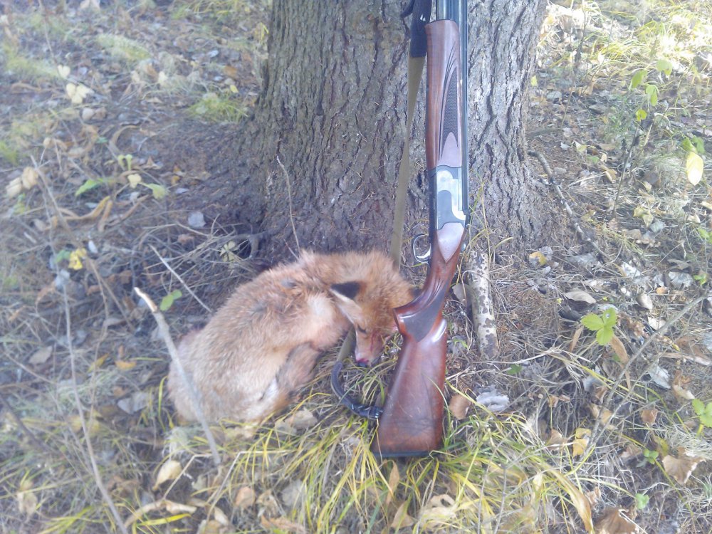 Лиса 2