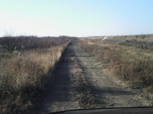 Серые куропатки