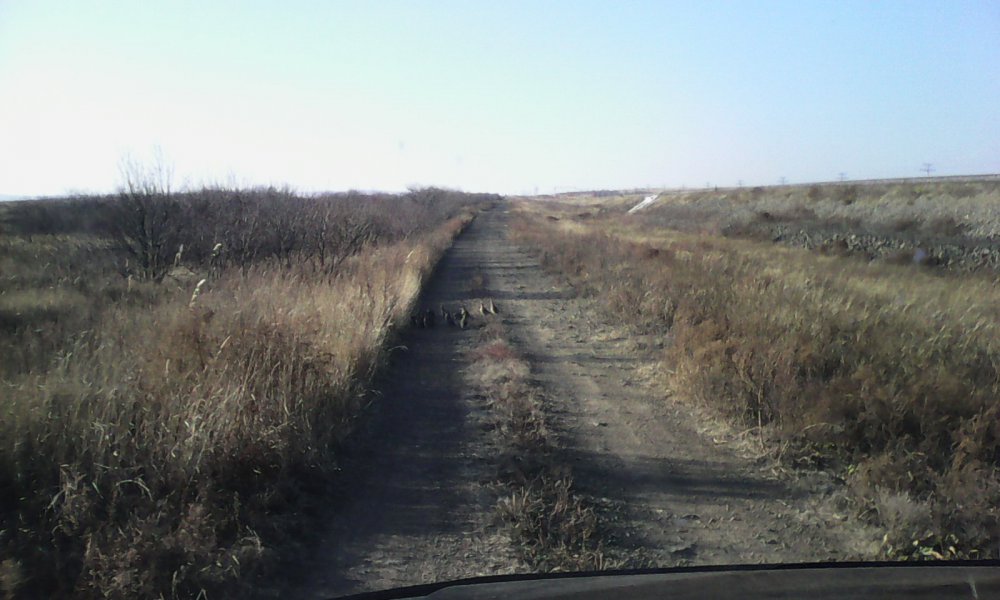 Серые куропатки