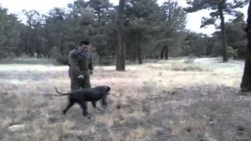 Английский пойнтер