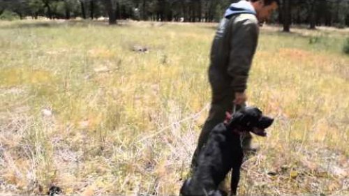 English Pointer!  обучение