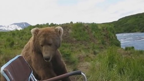 На Аляске здоровенный бурый медведь подошел познакомиться