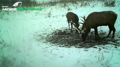 Видео с фотоловушки KG-690NV