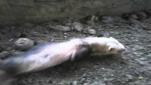 хорек коррекция день 5 (DANGER FERRET)