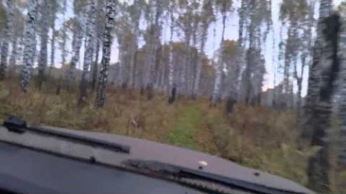 Осенний лес