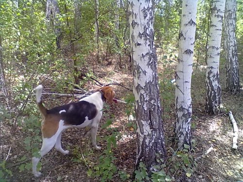 мой выжлец 1.5 года