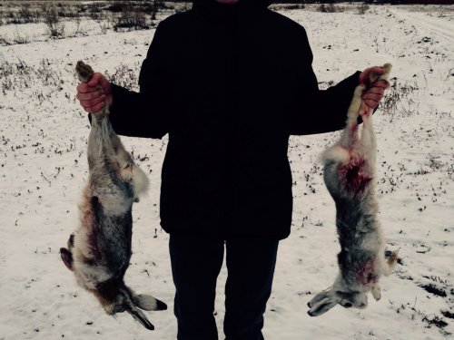 Заяц дошел
