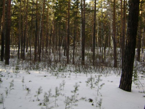 В бору на белячка