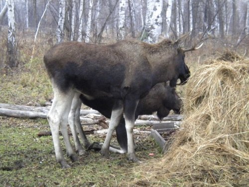 Тунеядцы