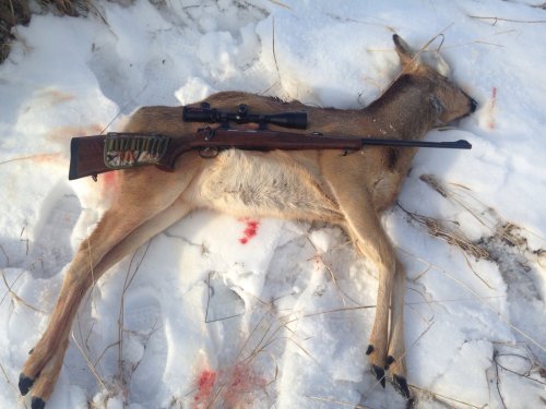 Косуля и CZ-550 LUX 243Win