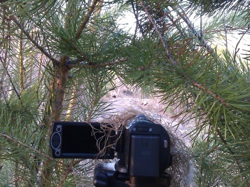 Фотоохота