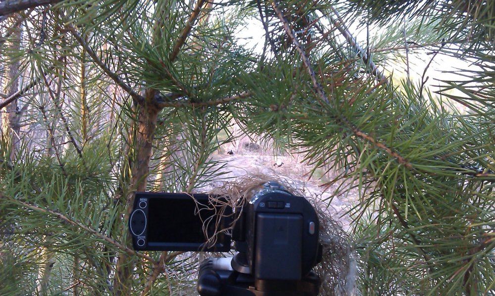 Фотоохота