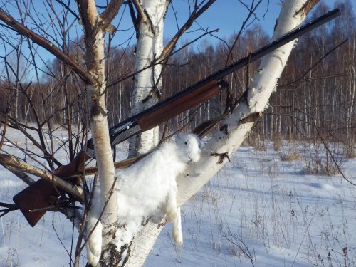 Белячок. 22 ноября 2014 г.