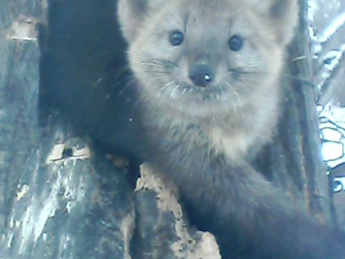 красавчик