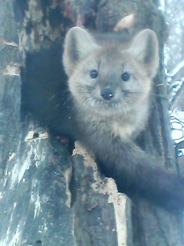 красавчик