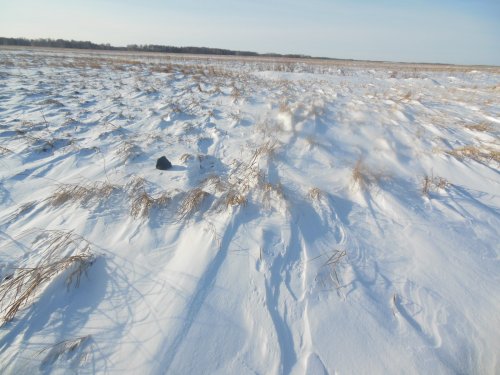 зайка на лежке.