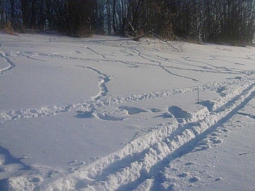 Ночёвка тетеревов