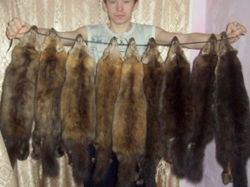собольки