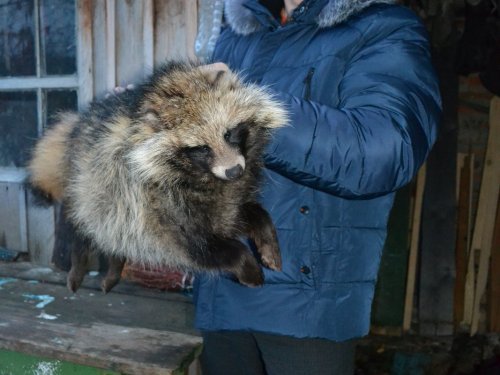 Вот такой енот был добыт