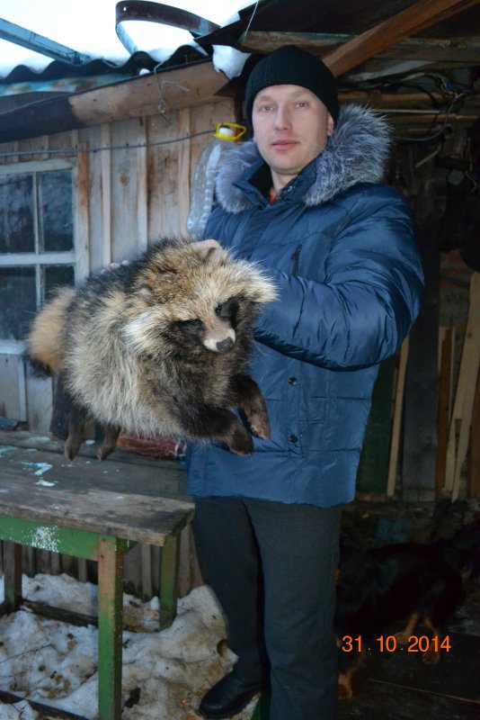 Вот такой енот был добыт