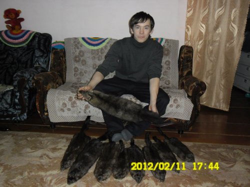 в основном норки:-)