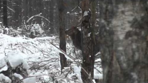 Рёв пятнистого оленя