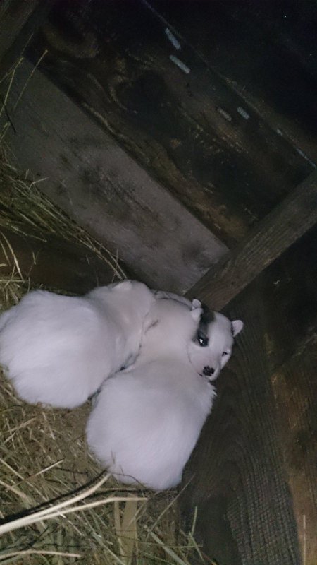 Мои маленькие