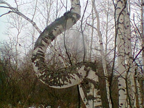 Нас не согнуть