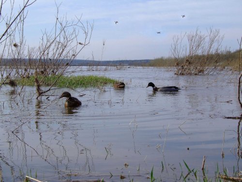 Весна
