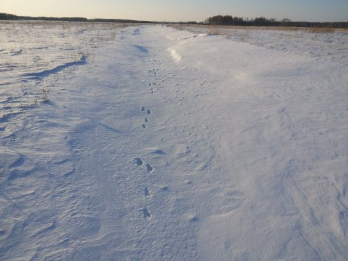 Настоящие охотники мороза не бояться!