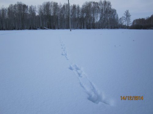 Беги, Форрест!  Беги!