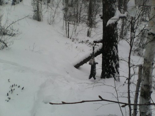 соболек