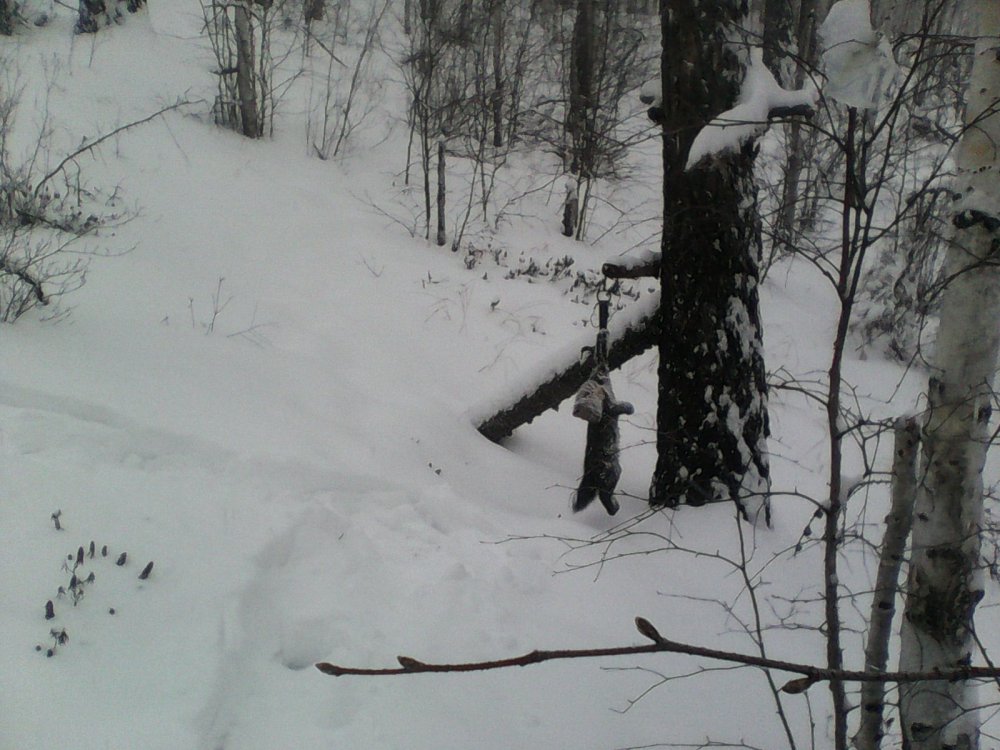 соболек
