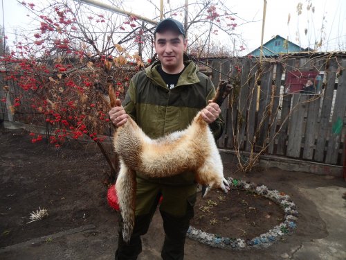 лисичка