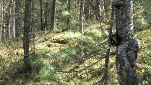 Фильм "Таежное сафари"