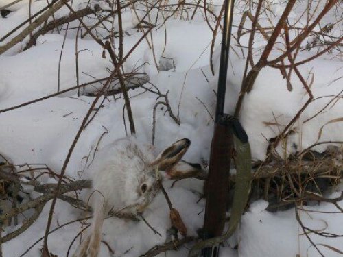 Косой