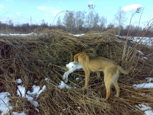 Первый заяц на её день рождения