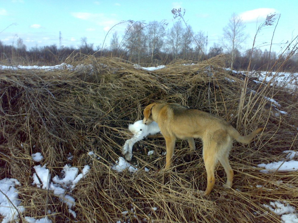 Первый заяц на её день рождения