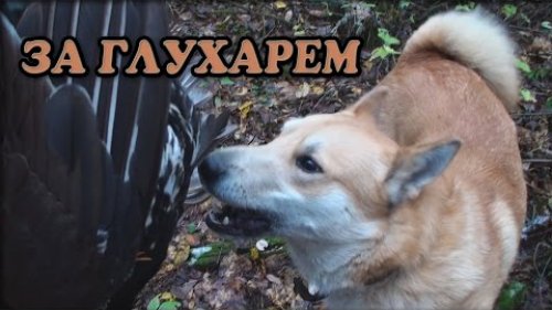 Охота на глухаря осенью с лайкой
