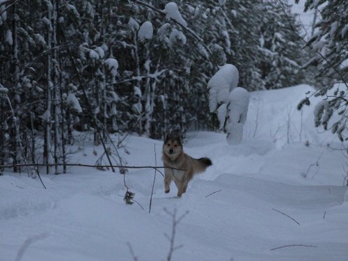 Помощник!