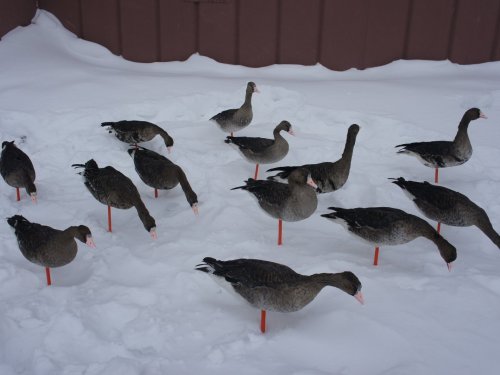вторая жизнь казахстанских гусей